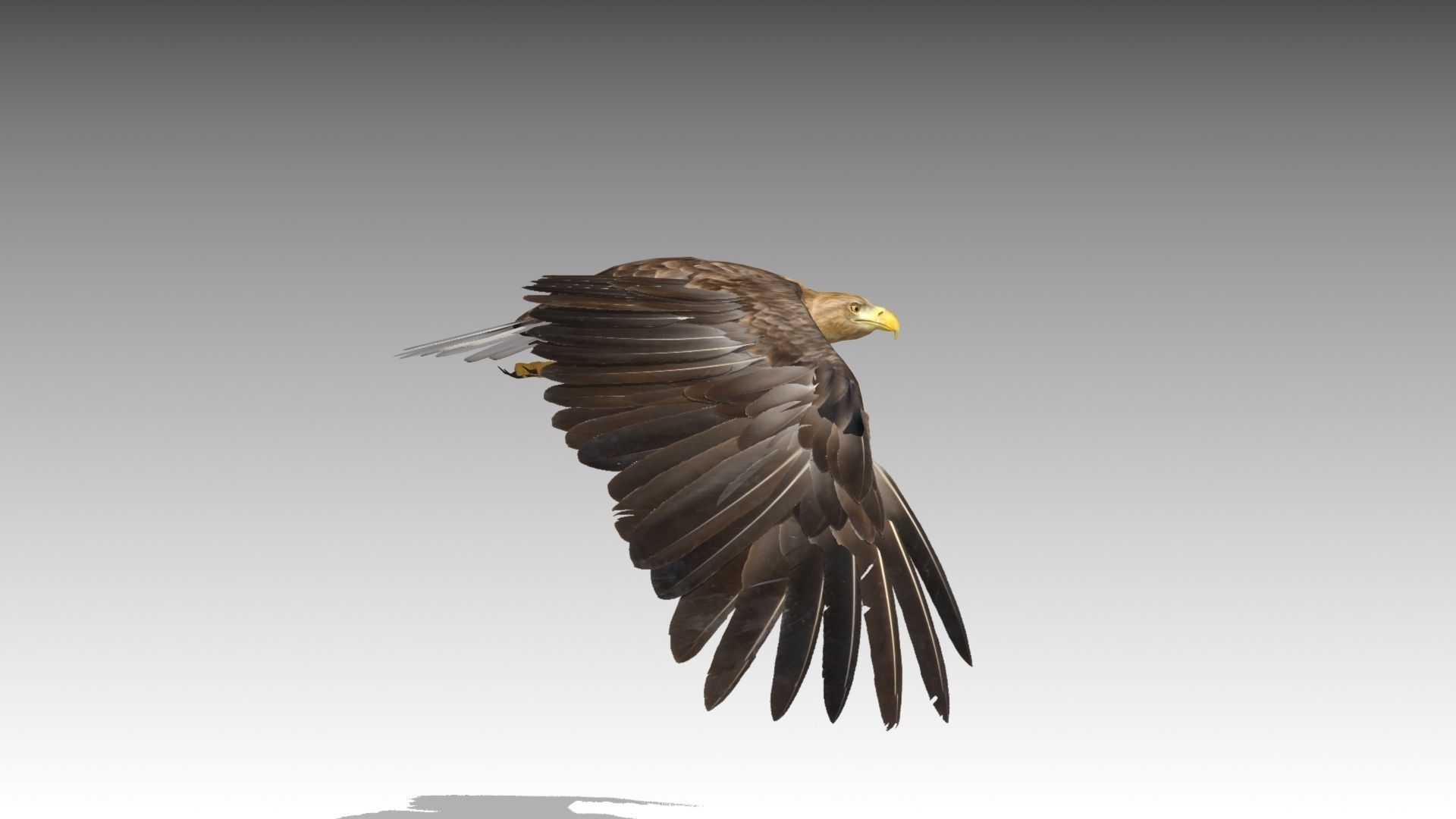 White-tailed Eagle Low-poly 3D model_5