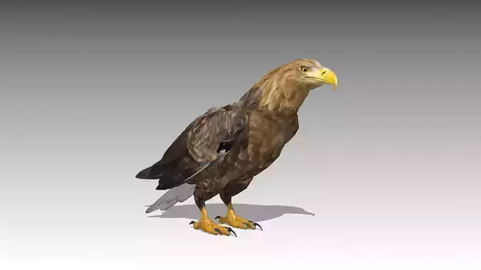 White-tailed Eagle Low-poly 3D model