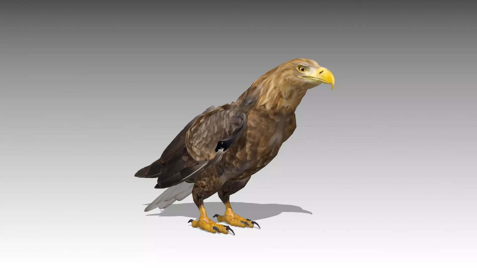 White-tailed Eagle Low-poly 3D model_0