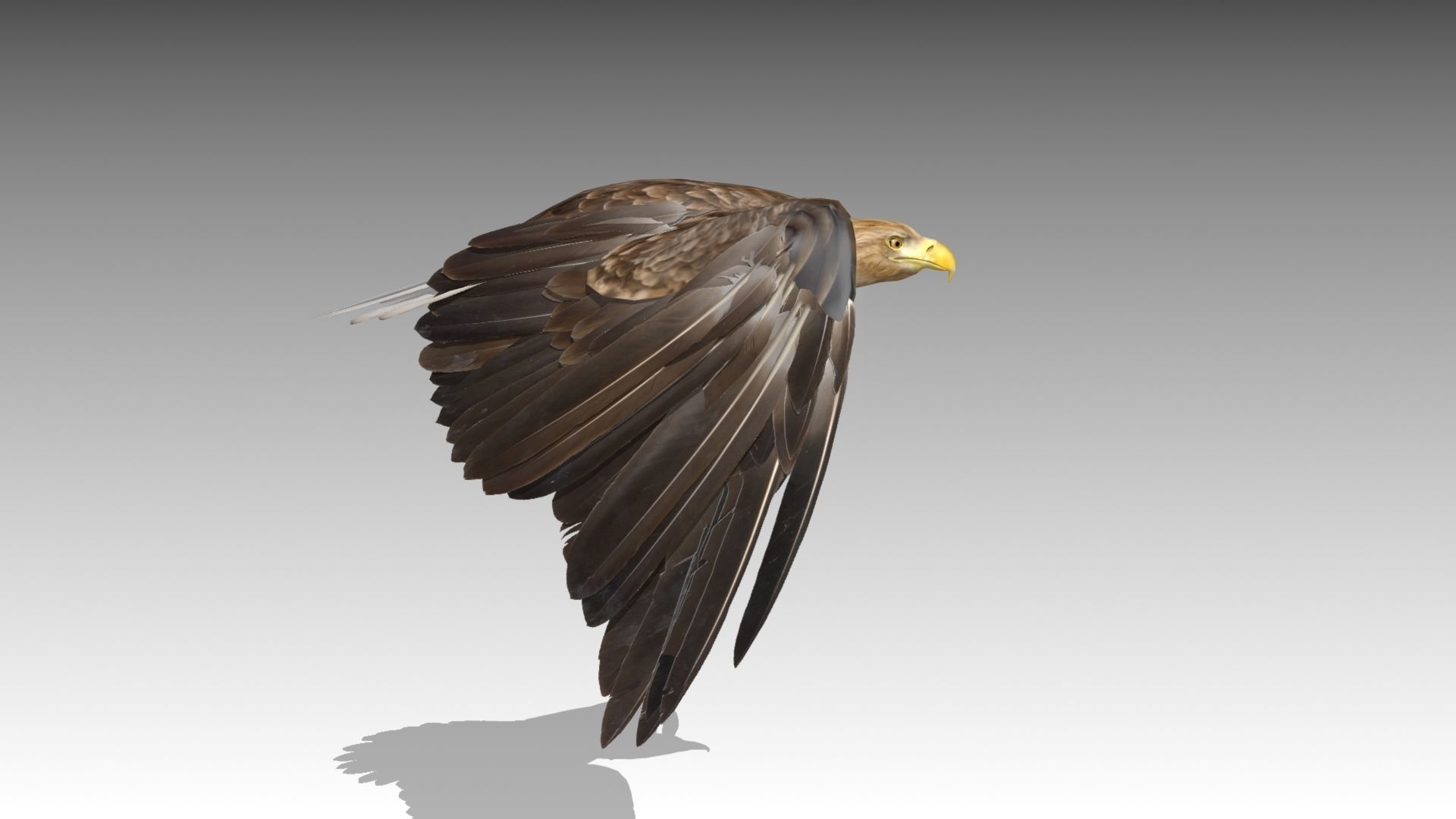 White-tailed Eagle Low-poly 3D model_6