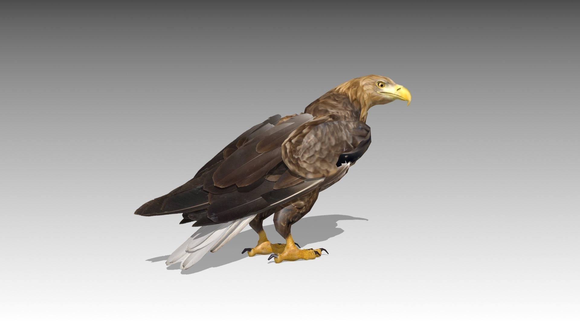 White-tailed Eagle Low-poly 3D model_2