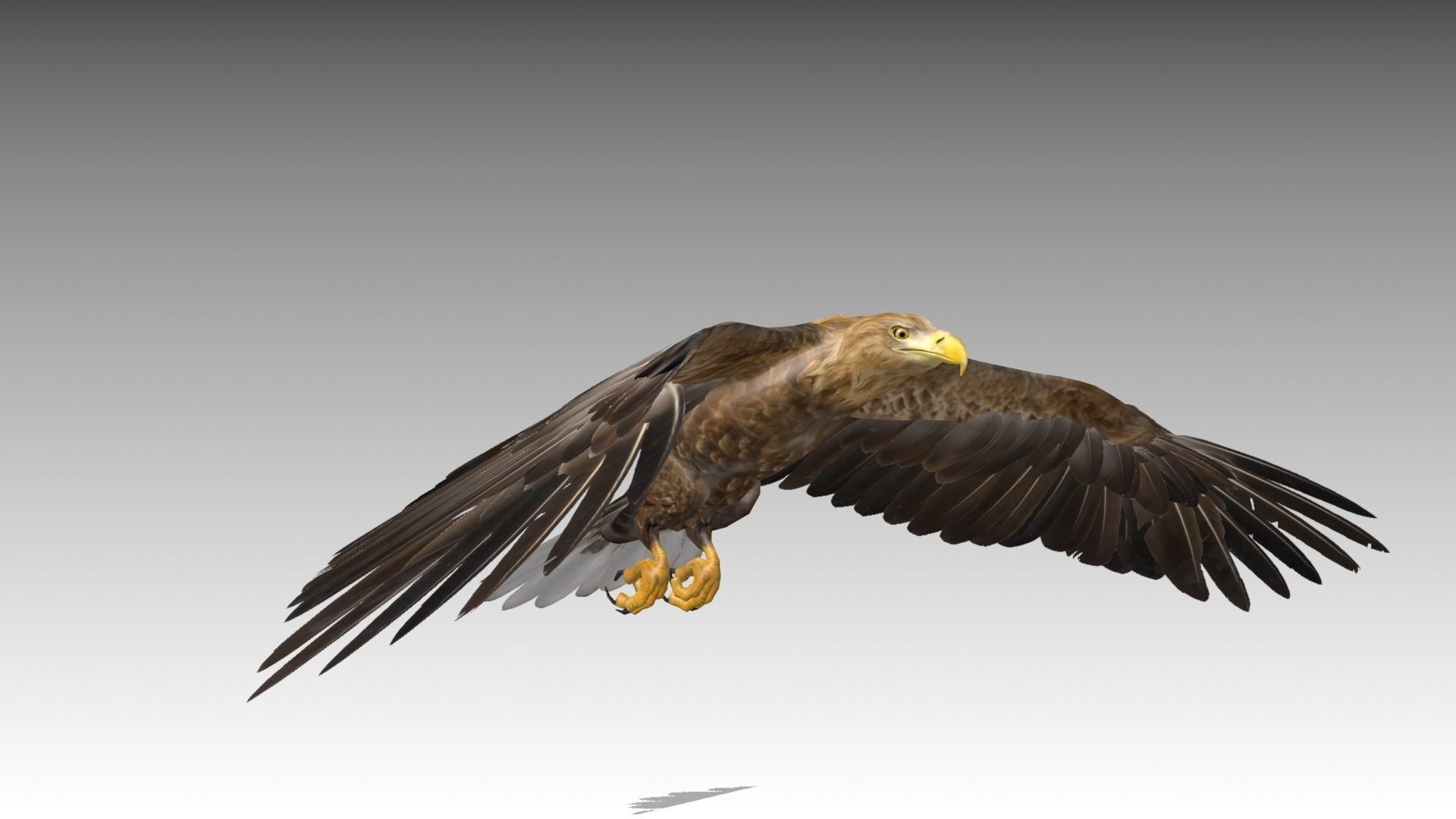 White-tailed Eagle Low-poly 3D model_12