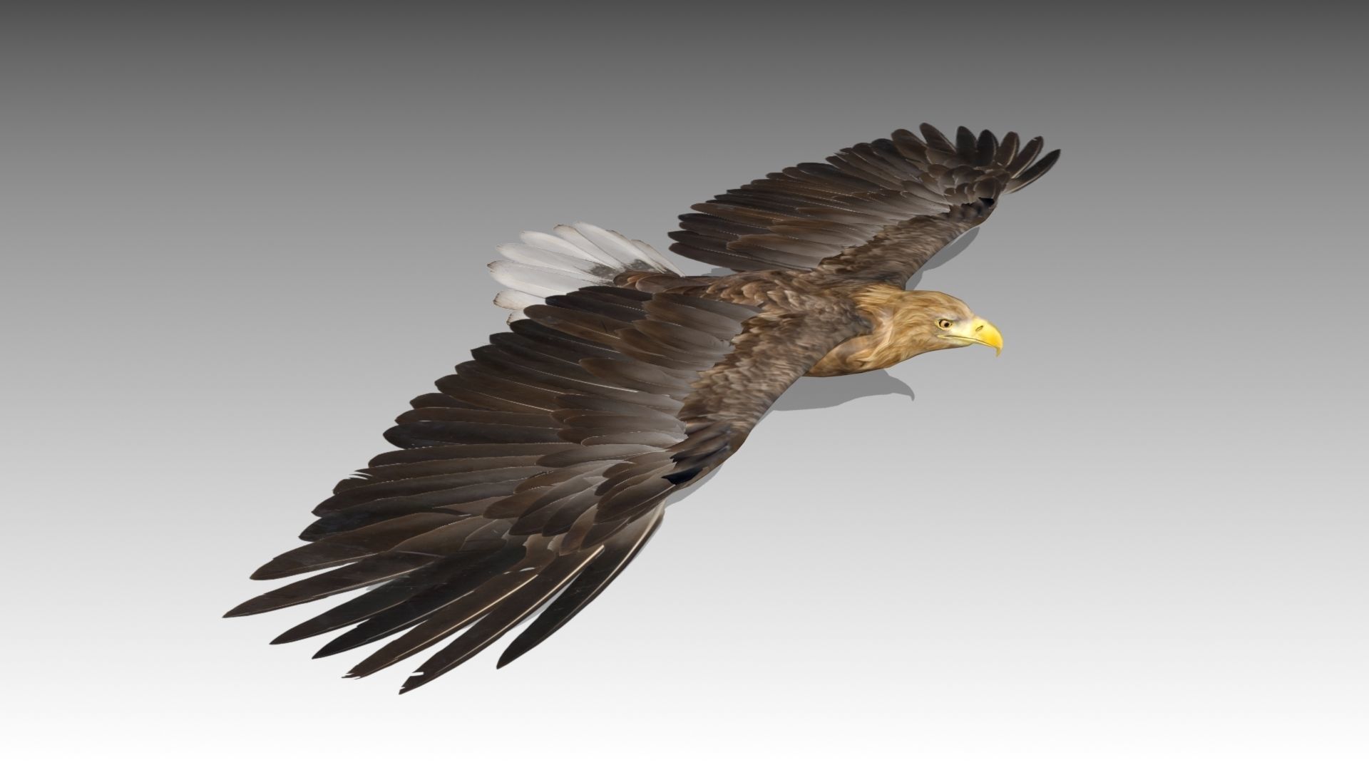 White-tailed Eagle Low-poly 3D model_3