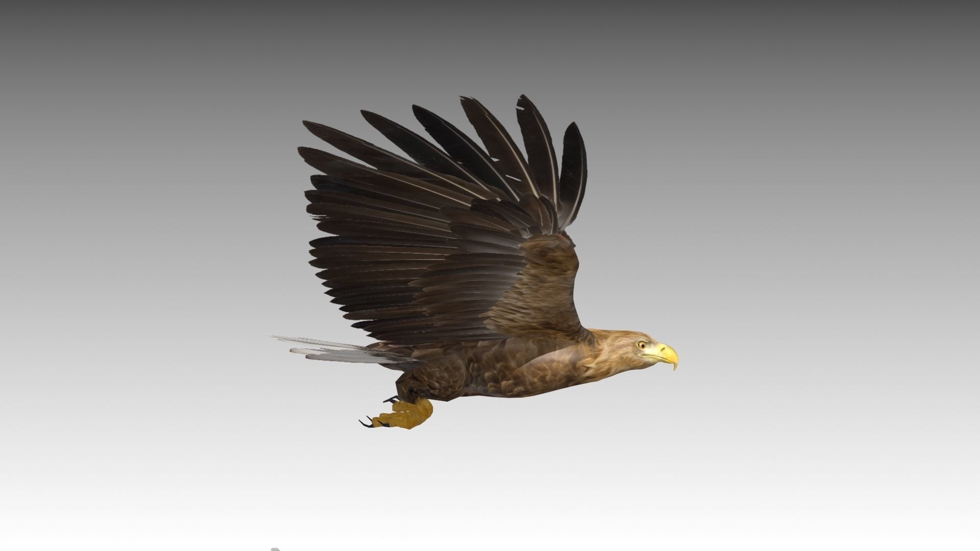 White-tailed Eagle Low-poly 3D model_13