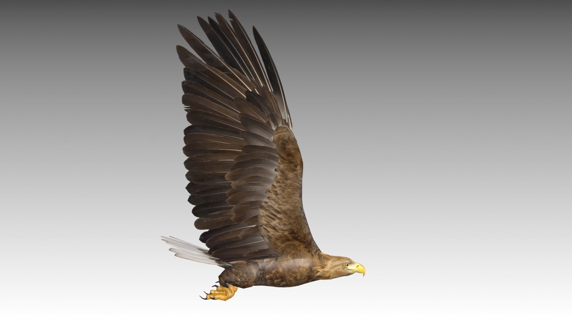 White-tailed Eagle Low-poly 3D model_7