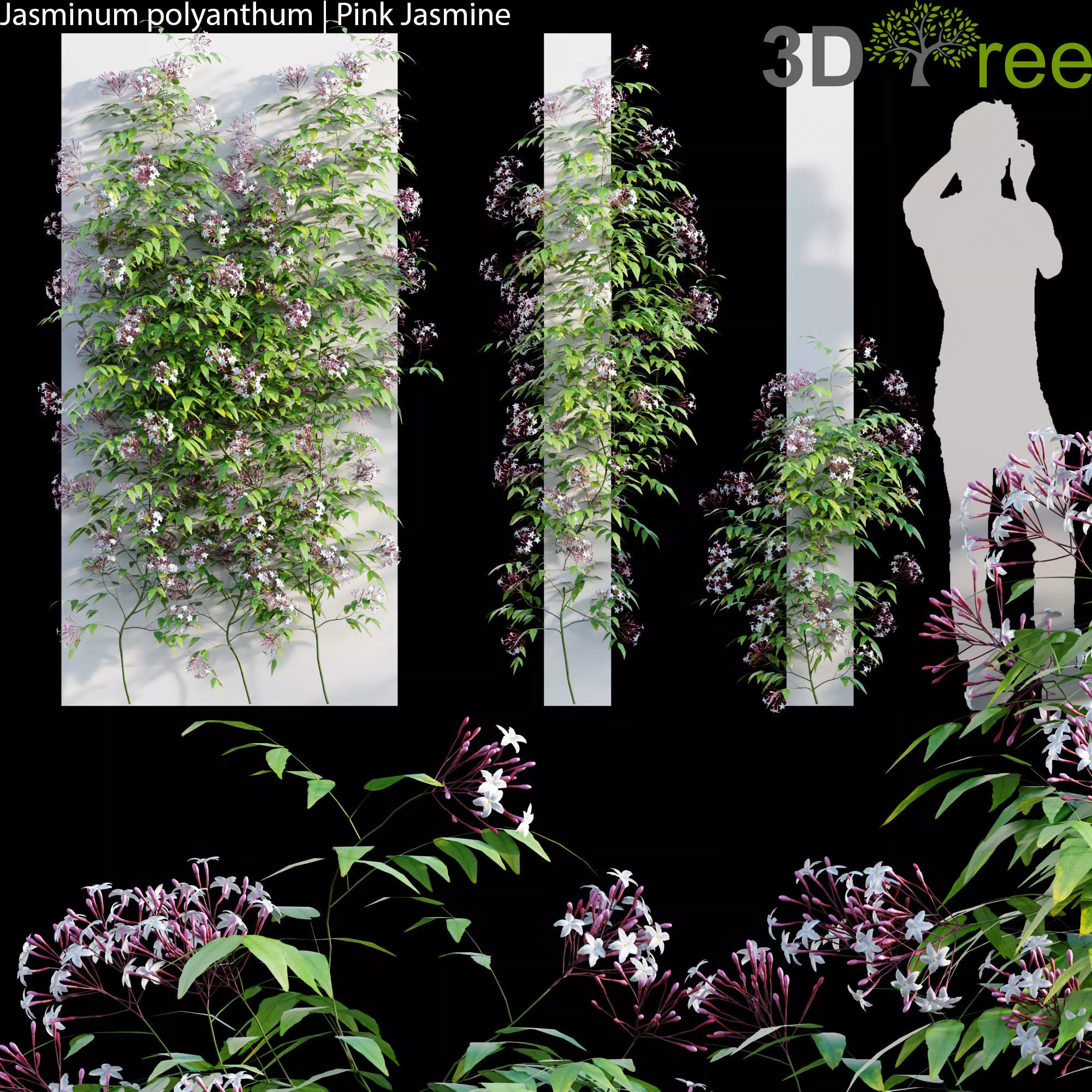 Jasminum polyanthum - Pink jasmine 02 3D model_0