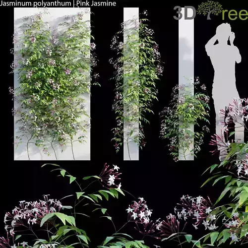 Jasminum polyanthum - Pink jasmine 02