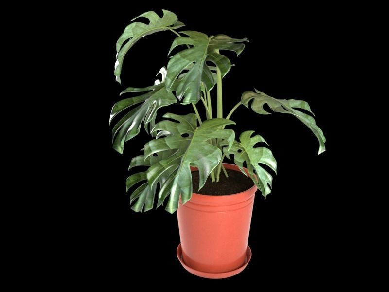 Monstera plant in pot 3D model_2