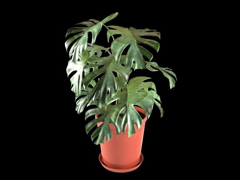 Monstera plant in pot 3D model_1