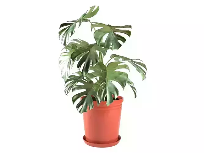 Monstera plant in pot