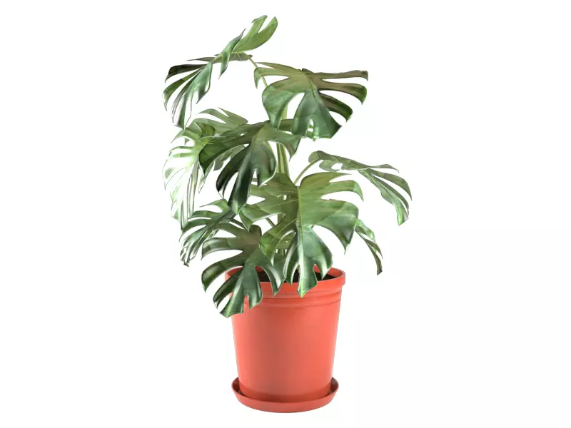 Monstera plant in pot 3D model_0