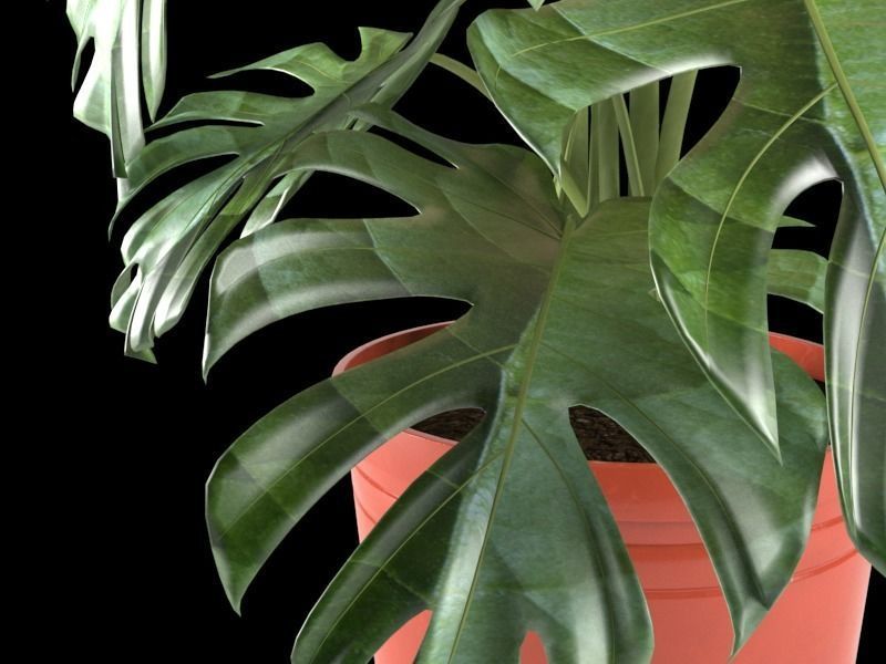Monstera plant in pot 3D model_3