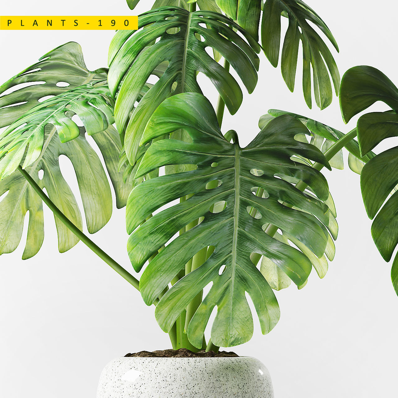 PLANTS 190 3D model_4