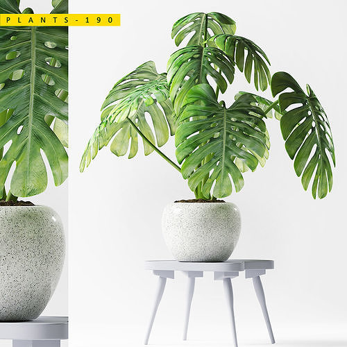 PLANTS 190 3D model
