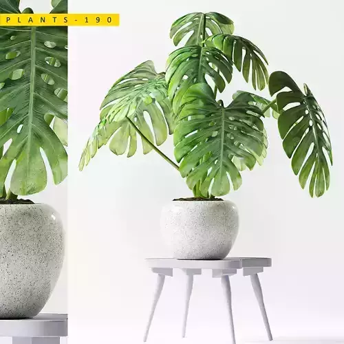 PLANTS 190 3D model