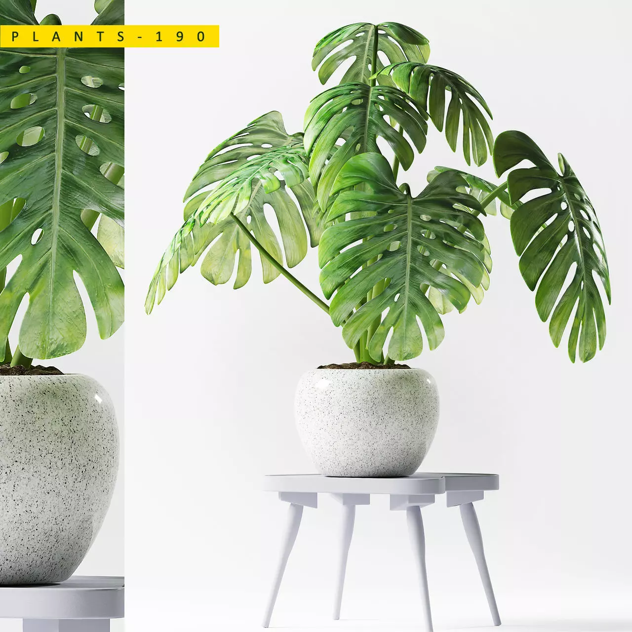 PLANTS 190 3D model_0