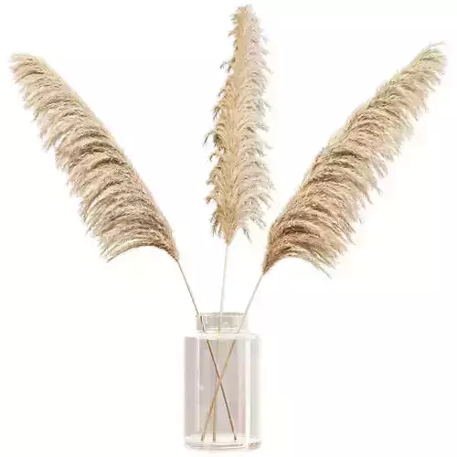 Dry branches of pampas grass in glass vase