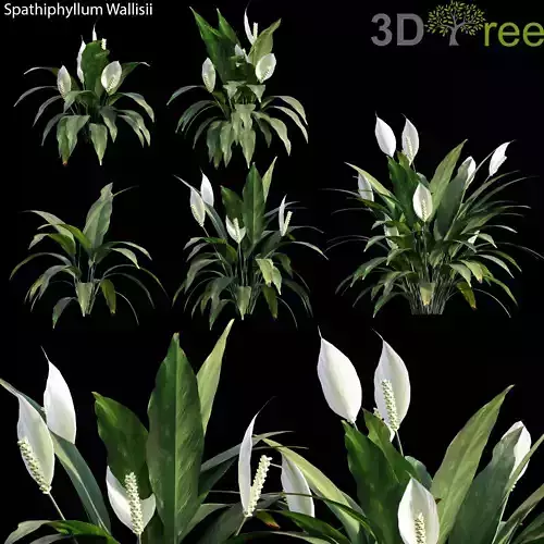 Spathiphyllum Wallisii 01 Low-poly 3D model