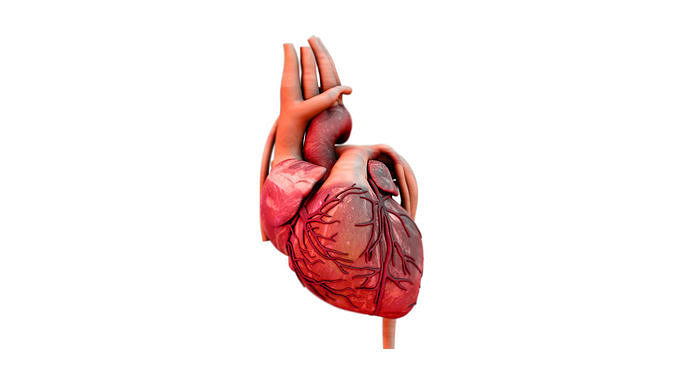 heart 3d model human 3D model
