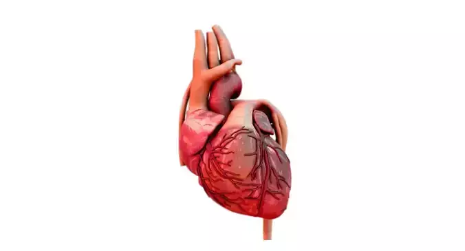 heart 3d model human 3D model