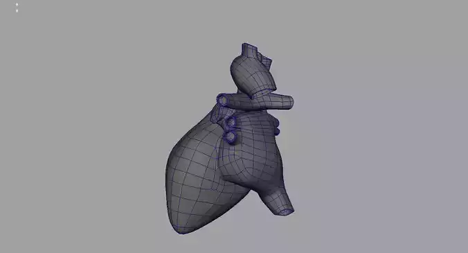heart 3d model human 3D model