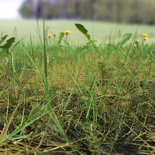 Bloodwort Meadow Patch 3D model