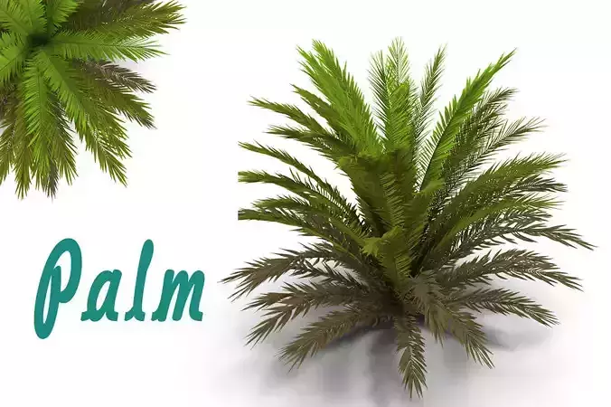 Palm 1 tree