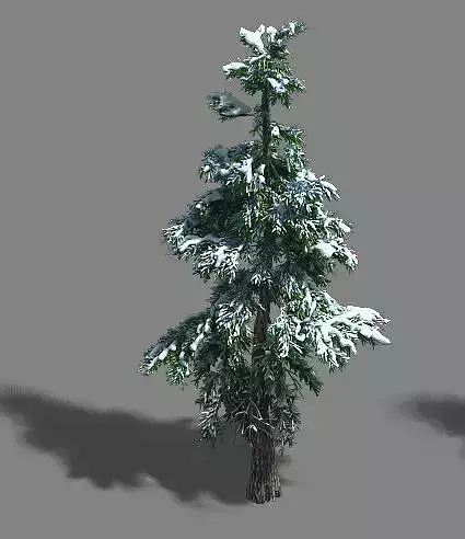 Ice and Snow - Cedar 01 3D model