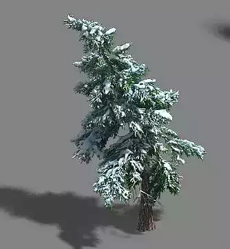 Ice and Snow - Cedar 02