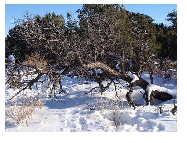 Winter snow - dead tree 02 3D model_7