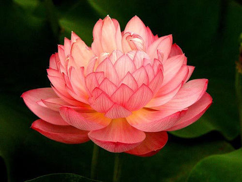 Game Model - Lotus 3D model_3