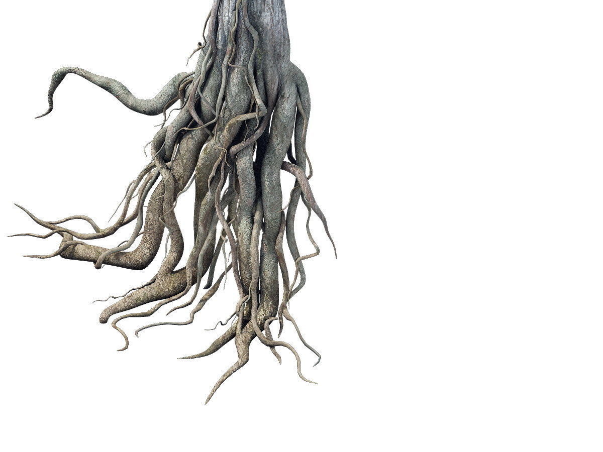 Game Model - Kaya Buddha Forest root 3D model_1