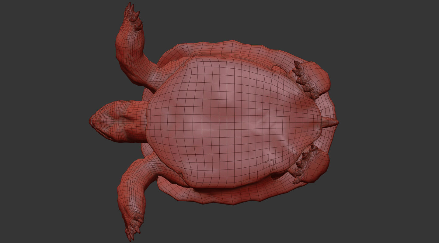 Turtle Low-poly 3D model_10