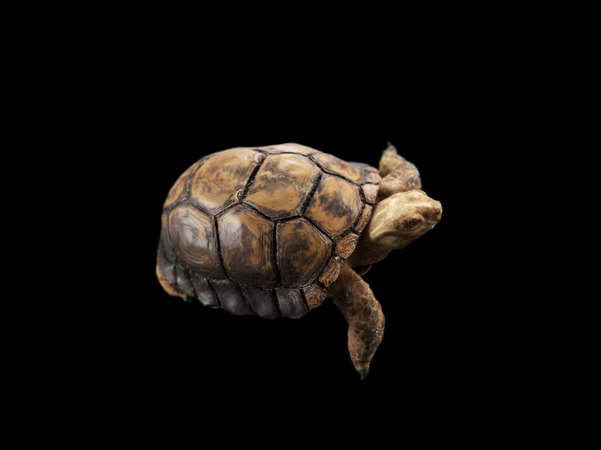 Turtle Low-poly 3D model_3