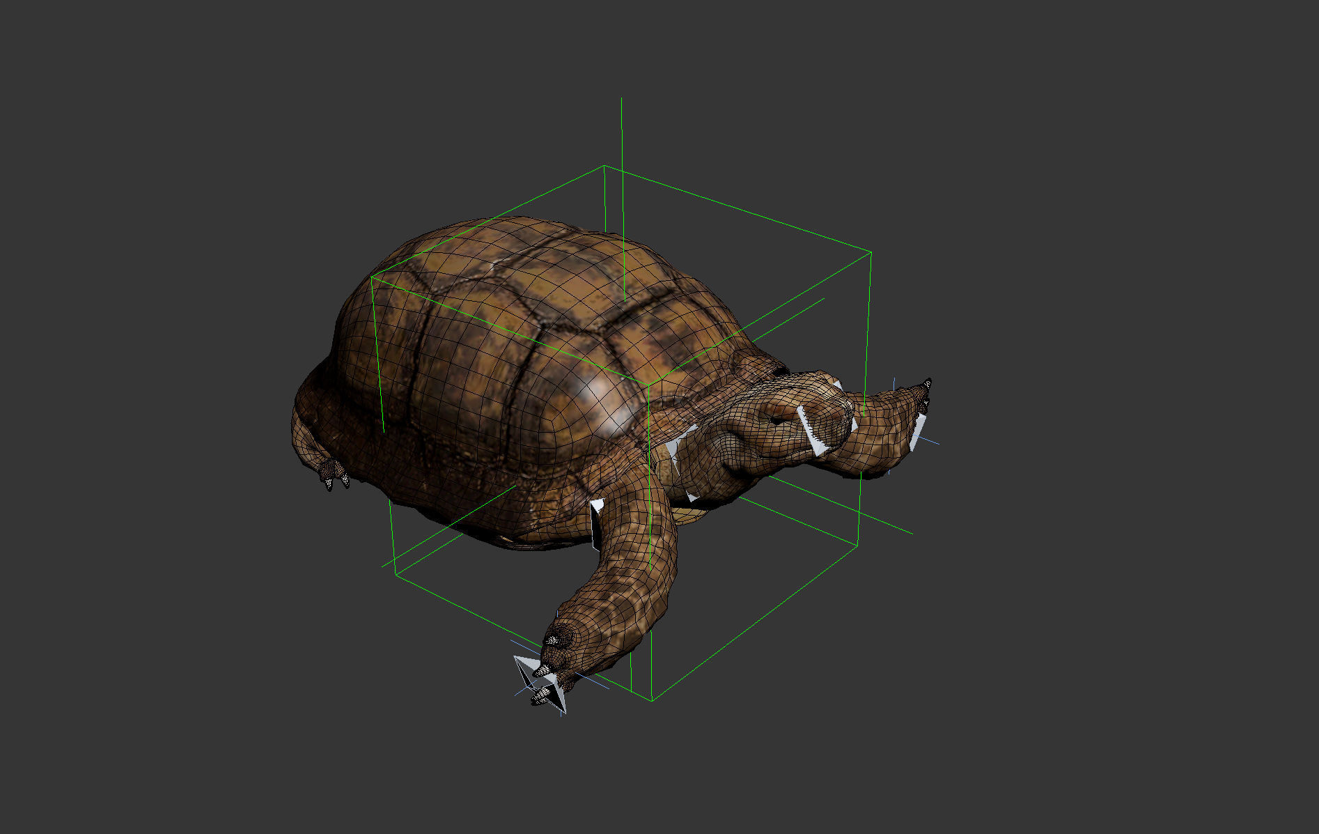 Turtle Low-poly 3D model_18