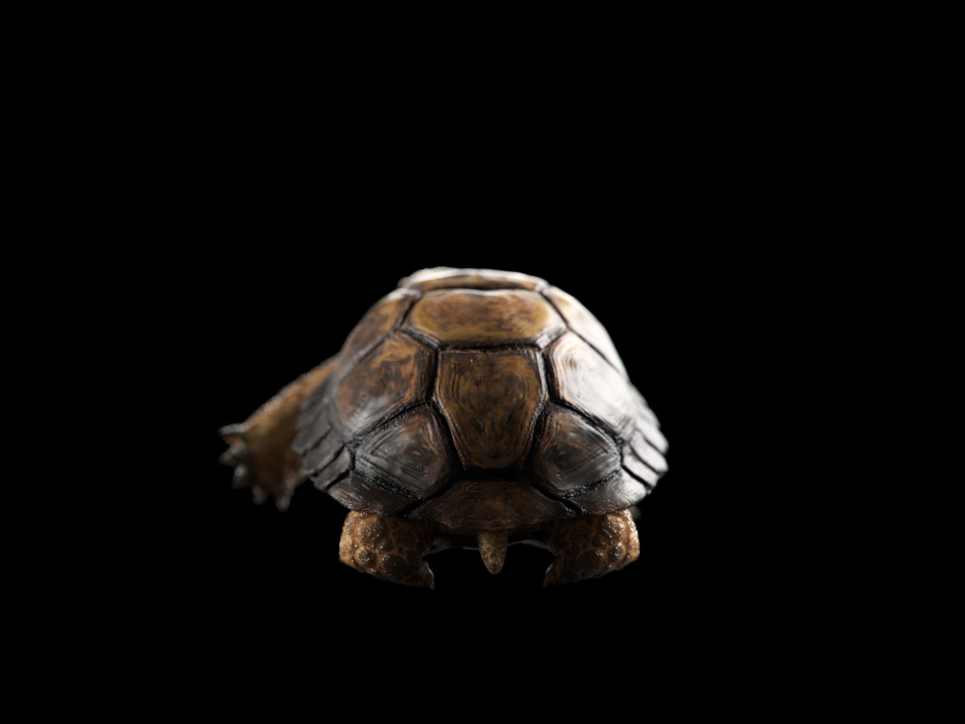 Turtle Low-poly 3D model_2