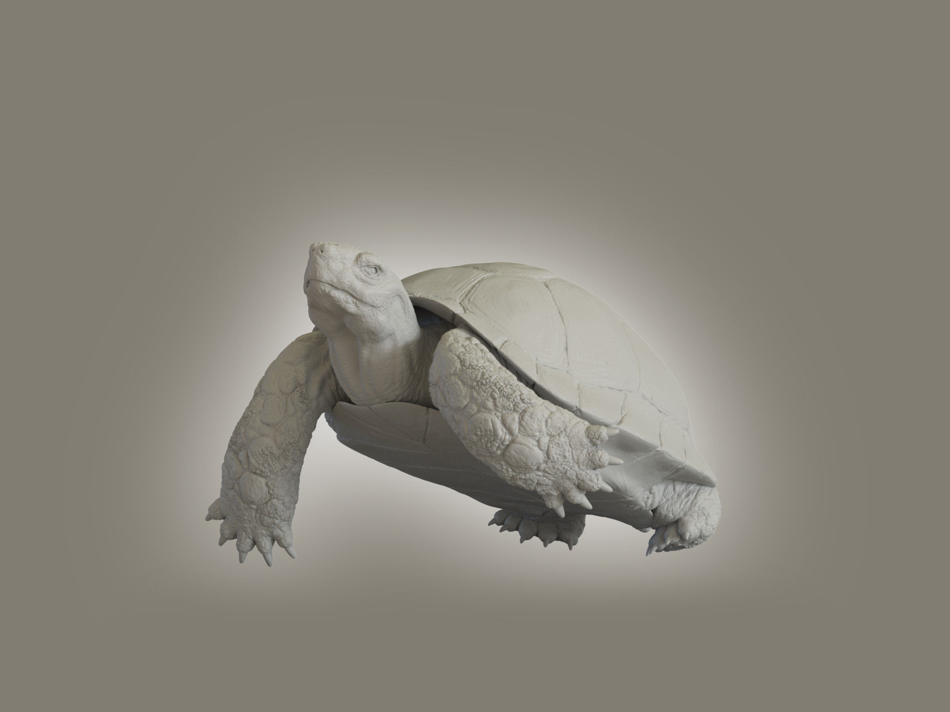 Turtle Low-poly 3D model_5