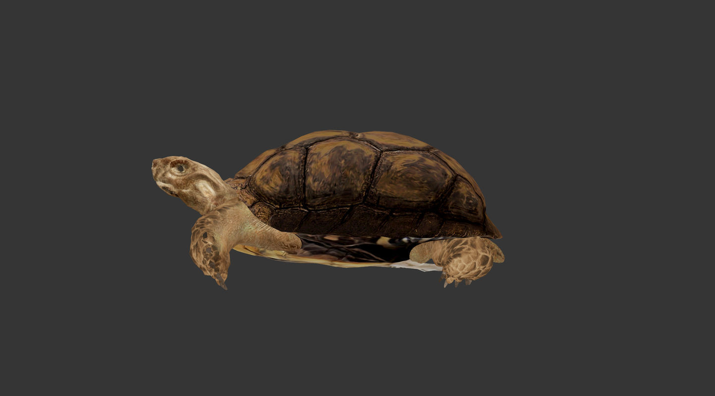 Turtle Low-poly 3D model_11
