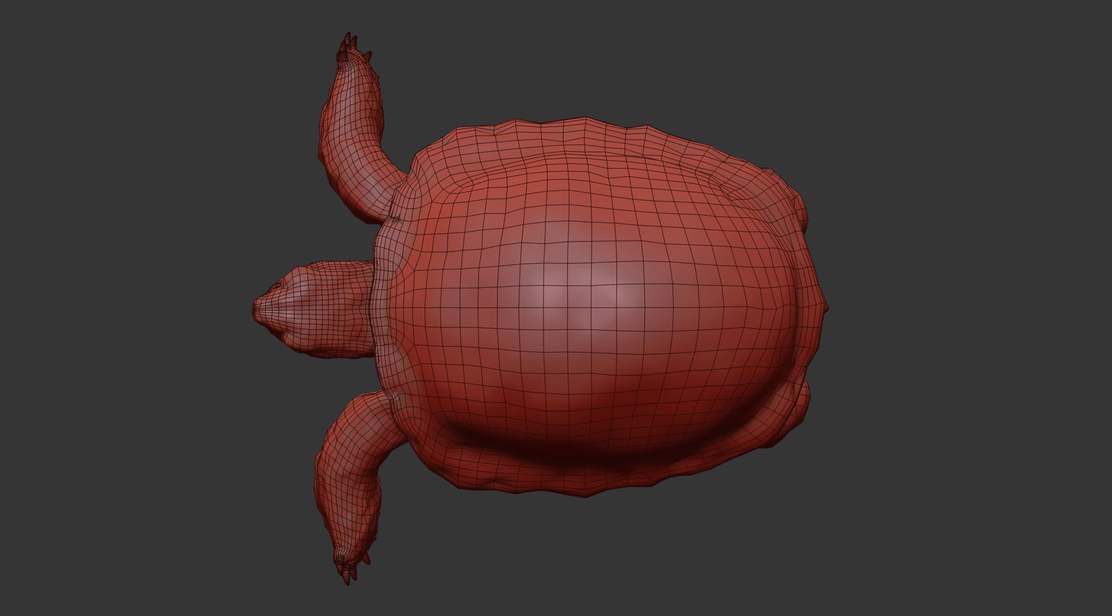 Turtle Low-poly 3D model_16