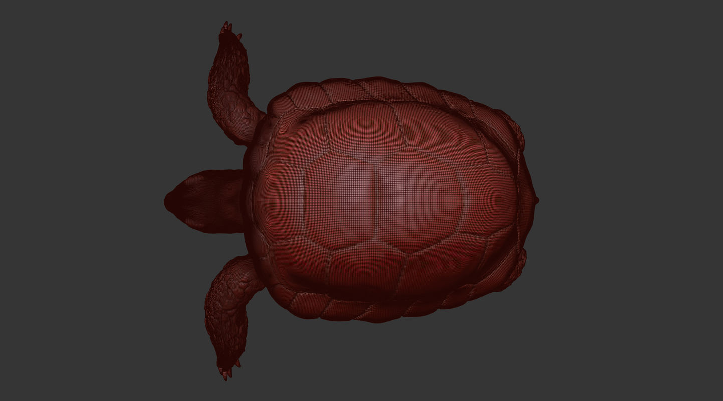 Turtle Low-poly 3D model_15