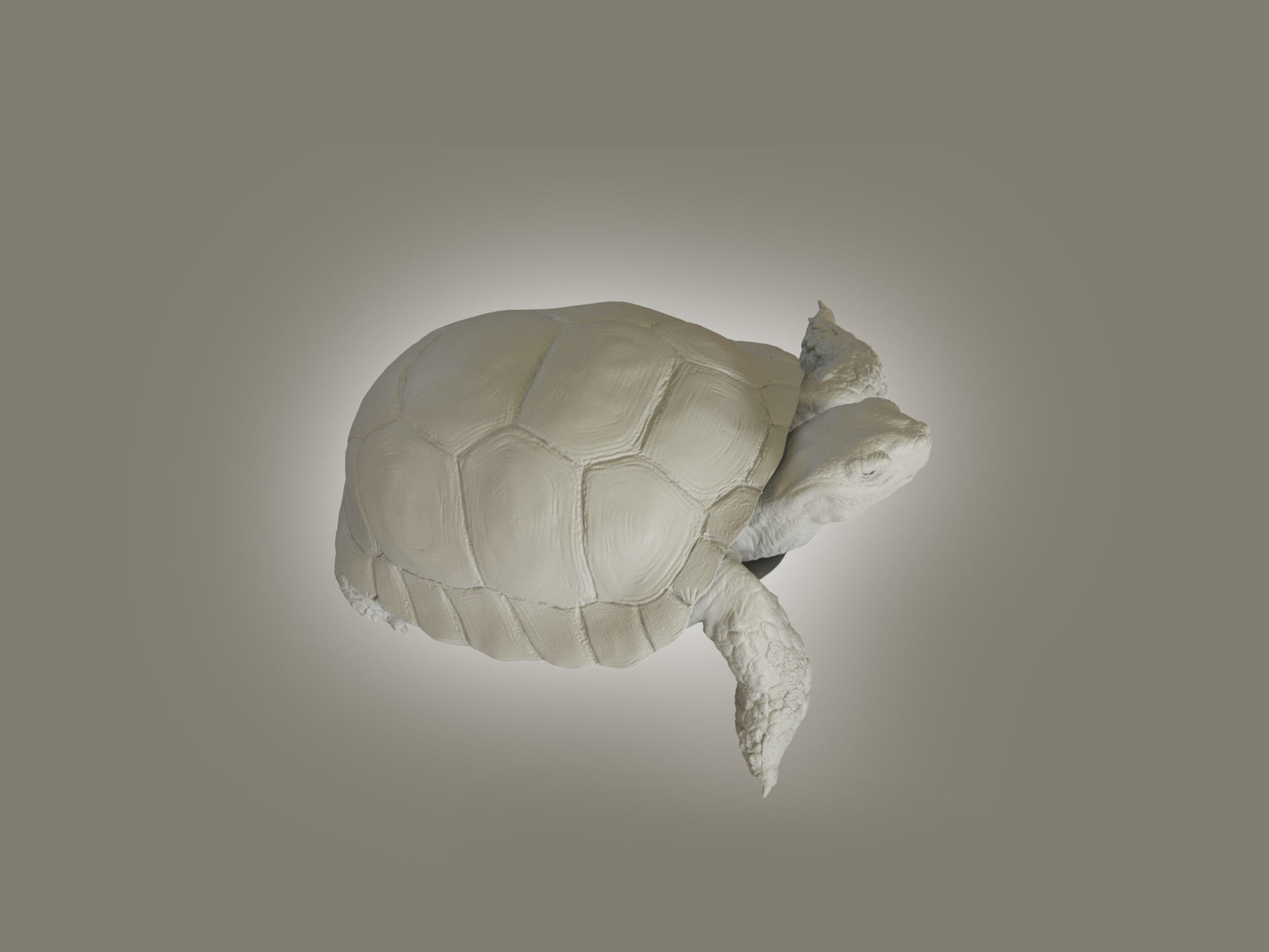 Turtle Low-poly 3D model_7