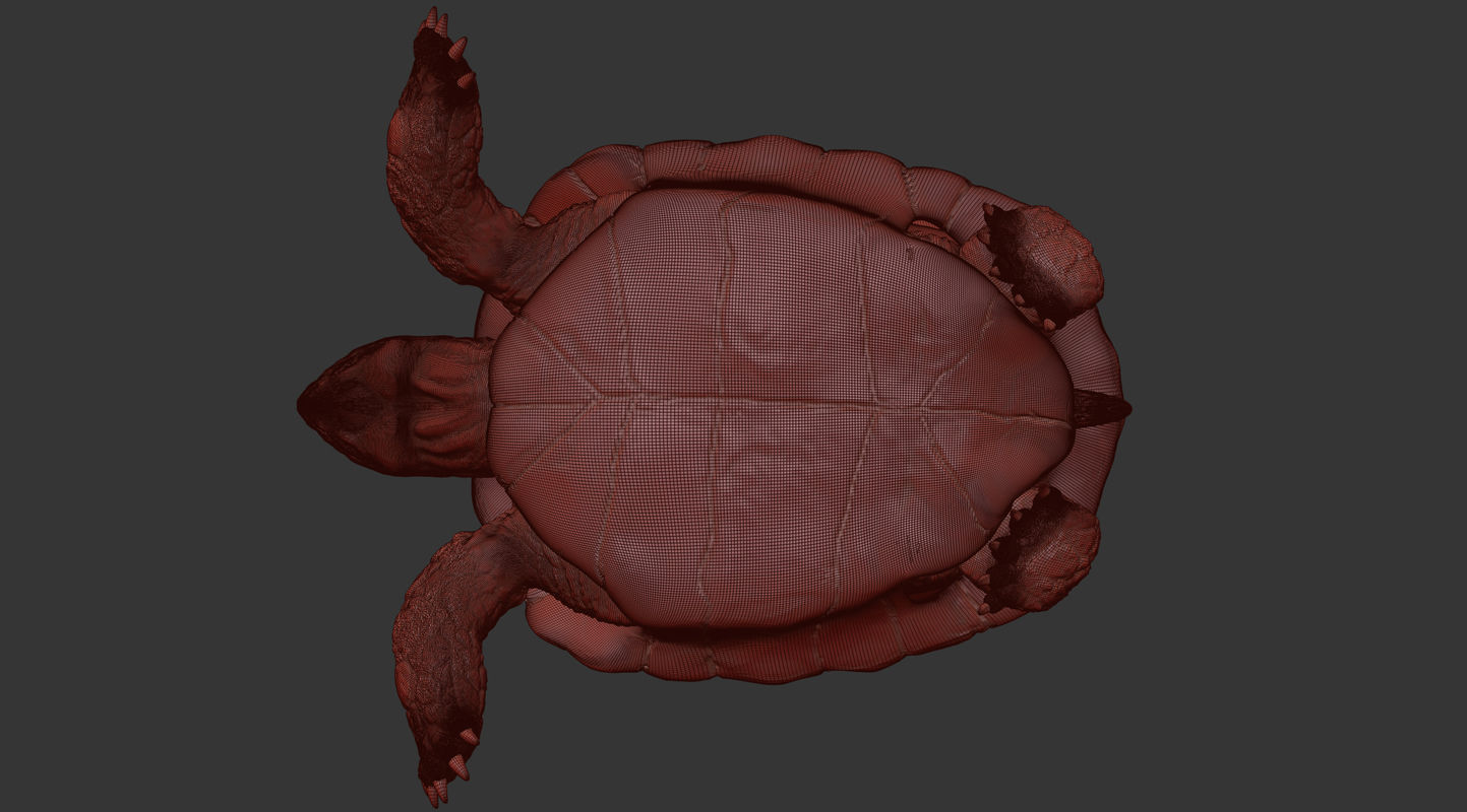 Turtle Low-poly 3D model_9