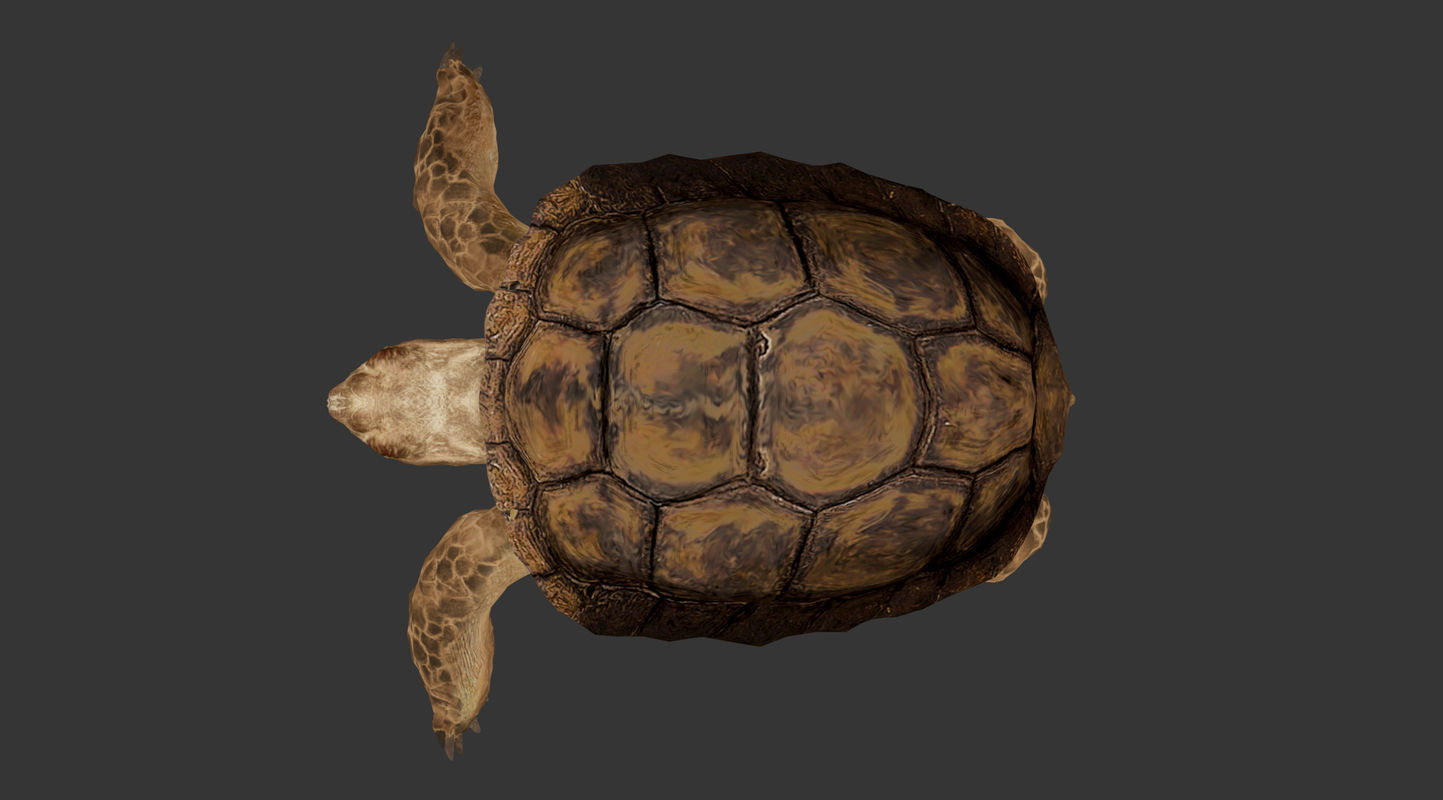 Turtle Low-poly 3D model_14