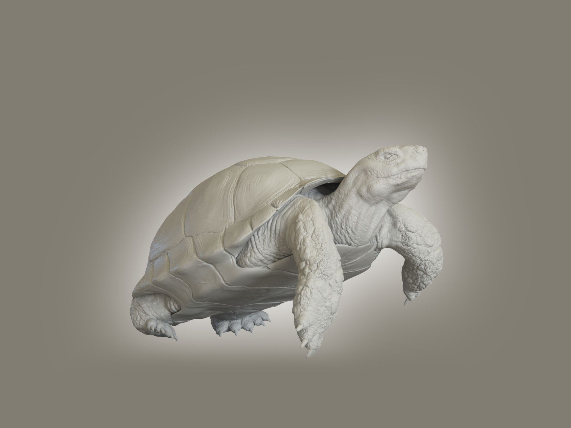 Turtle Low-poly 3D model_4