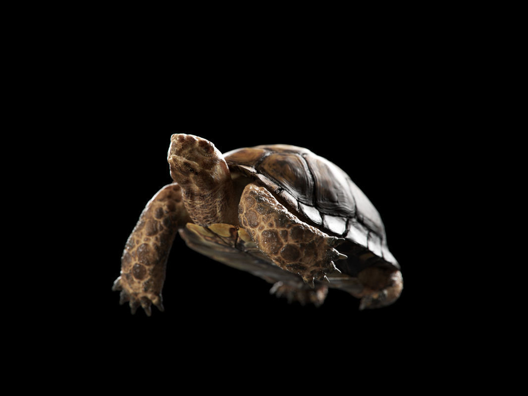 Turtle Low-poly 3D model_1