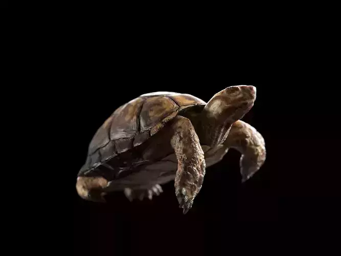 Turtle
