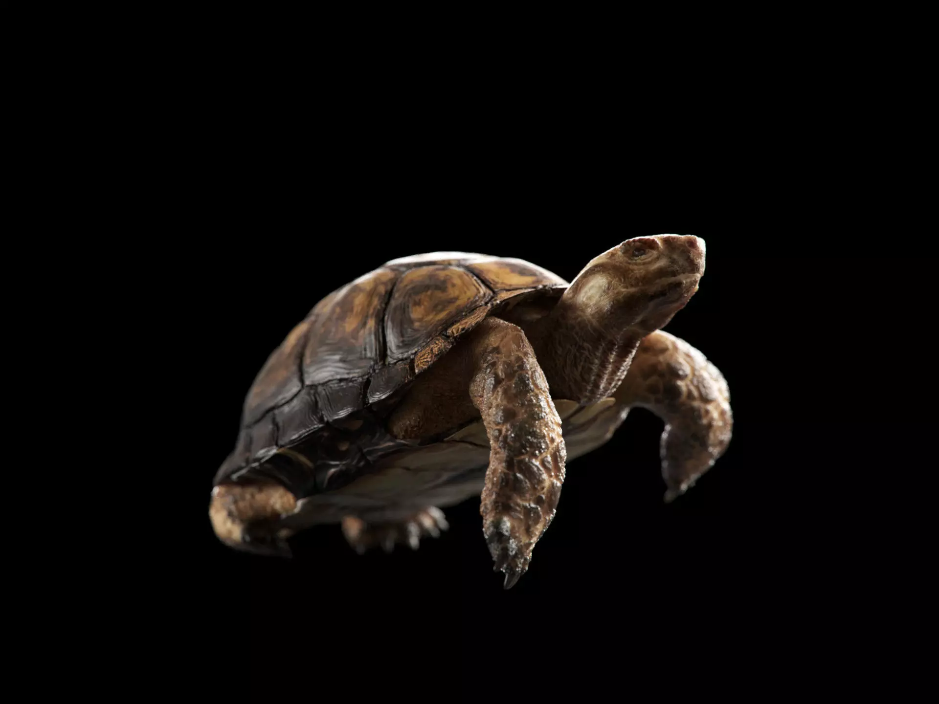 Turtle Low-poly 3D model_0