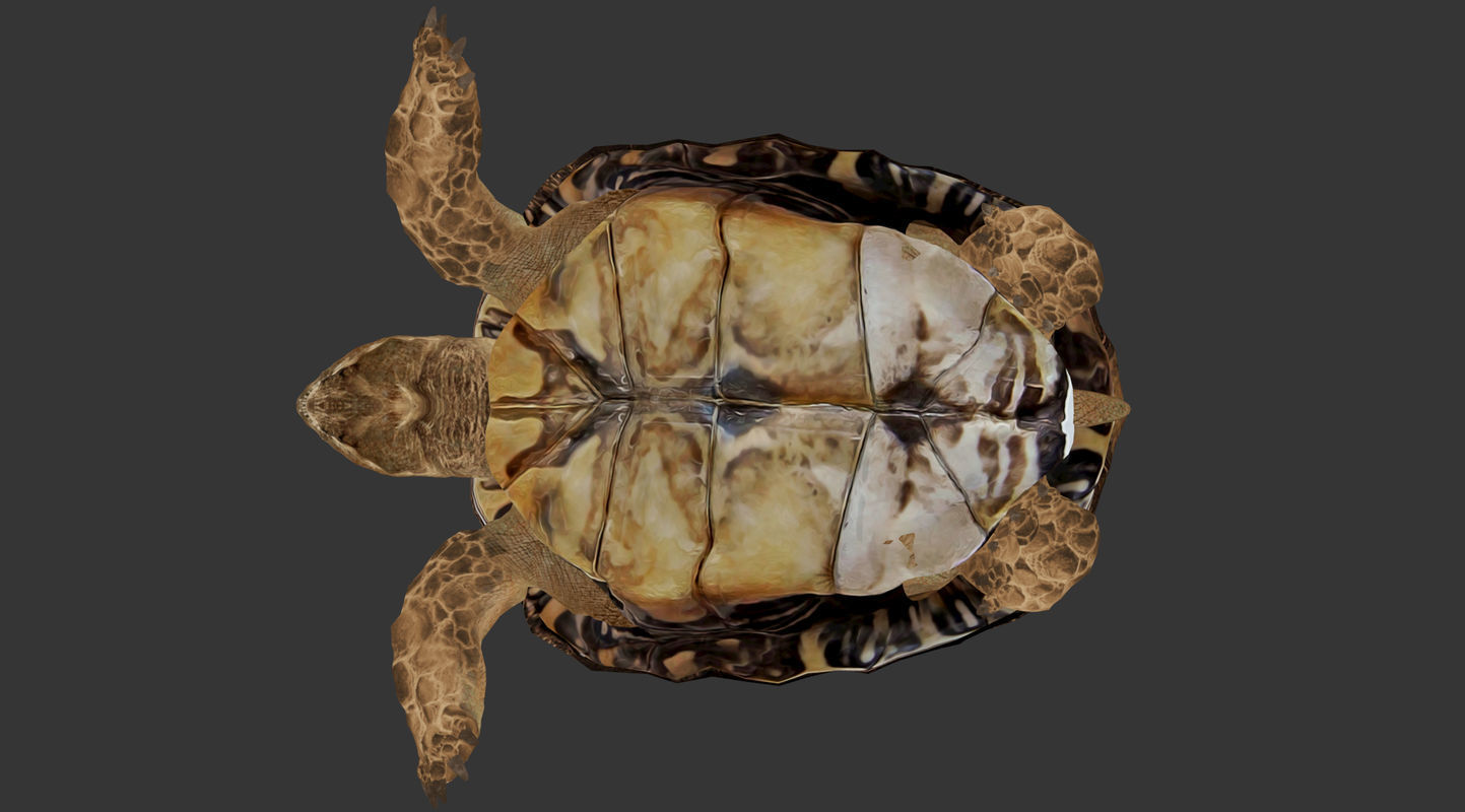 Turtle Low-poly 3D model_8