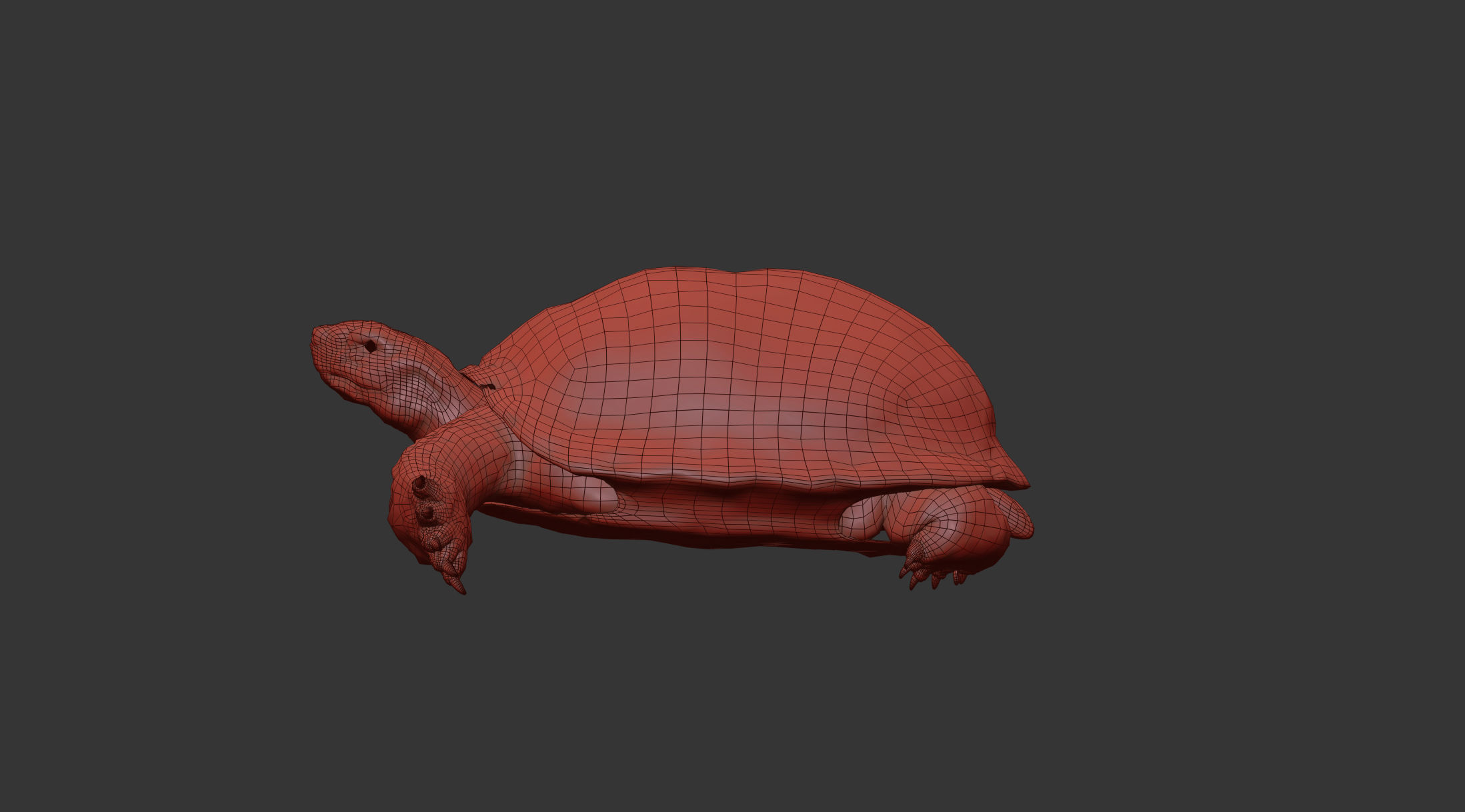 Turtle Low-poly 3D model_13
