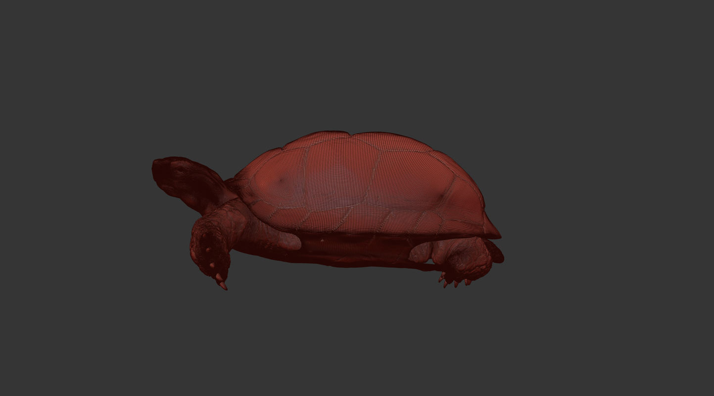 Turtle Low-poly 3D model_12